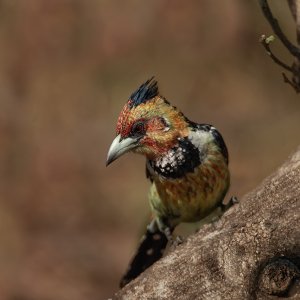 Crested Barber